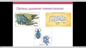 Эволюция органов дыхания. Полости тела и органы движения животных