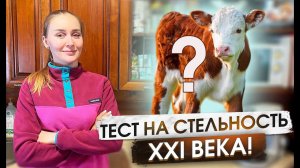 Проверяем на стельность КРС. Рабочие дела на нашей ферме | Молодая Ферма