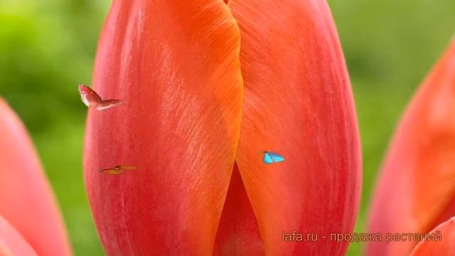 Тюльпан гибридный Ад Рем (tulipa tyulpan) ? Ад Рем обзор: как сажать, луковицы тюльпаны Ад Рем смотреть онлайн