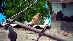 Пустельга охотится на голубей в центре Ростова / Kestrel hunting pigeons in a big city (Russia)