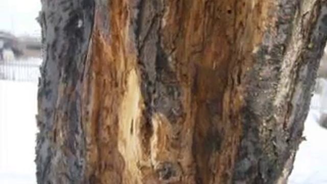 domhitrosti.ru зачистка коры яблони смотреть онлайн