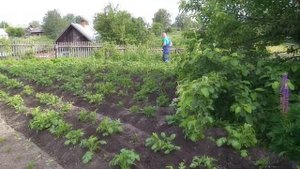 Как быстро окучивать картофель!? Решение.