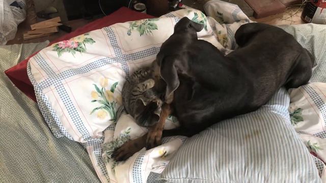 Doberman mama bit by kitten смотреть онлайн