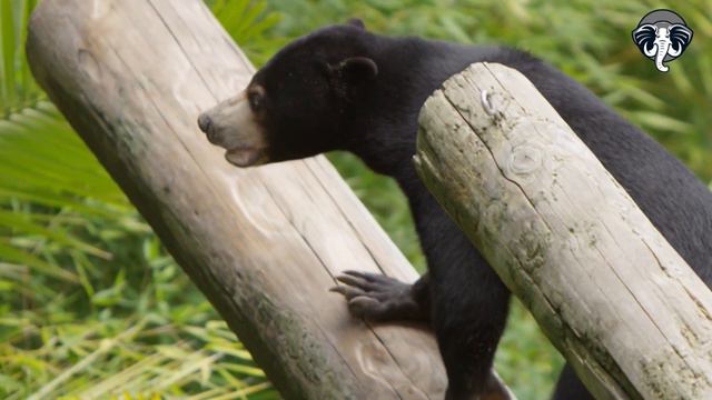El OSO MALAYO | OSO del SOL | Misterios de su Mundo y Conservación смотреть онлайн