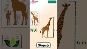 Интересные факты о жираф для детей