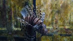 Водный мир Расслабляющая музыка