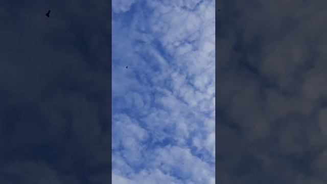 Голуби свердловские высоколетные. Питомник Наумыча