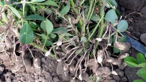 Выращивание арахиса. Бизнес идея