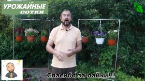 МУЖСКАЯ ЗЕМЛЯНИКА СУЩЕСТВУЕТ! И в ней тоже есть польза!