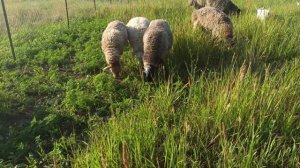 Бараны Курдючной породы и Романовской