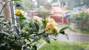 Гардения жасминовидная. Цветение.