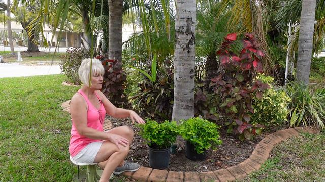 Planting A Low Maintenance Shrub // Growing Tropical 🌴😀 смотреть онлайн