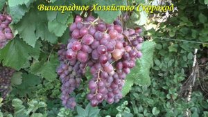 Виноград 2023. Клубничный - неплохой результат