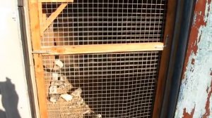 Выращивание цыплят в  "зиму"