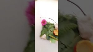 рассказываю как ухаживать за божьей коровкой и как ухаживать за терариумам?