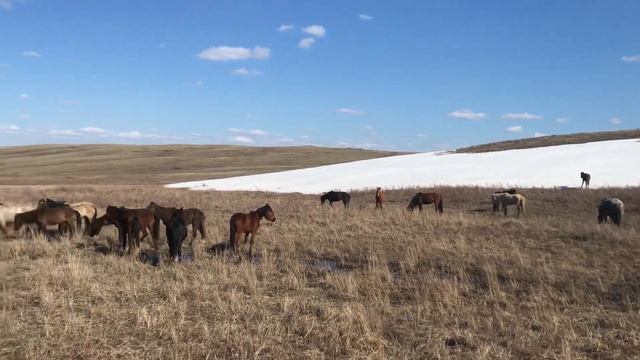 Новый табун лошадей! смотреть онлайн