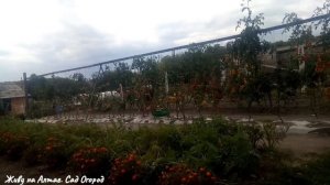 Самые СЛАДКИЕ сорта ТОМАТОВ сезона 2020