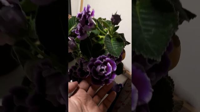 Фиолетовая махровая глоксиния 🌺 #глоксиния #цветы #фиолетовый #подоконник #махровая #зацветает #цве смотреть онлайн
