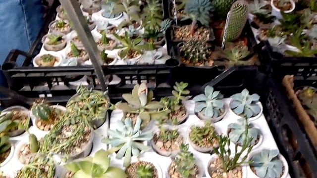 Комнатные растения. Декоративно-лиственные бегонии, эписции, суккуленты на выставке растений . смотреть онлайн