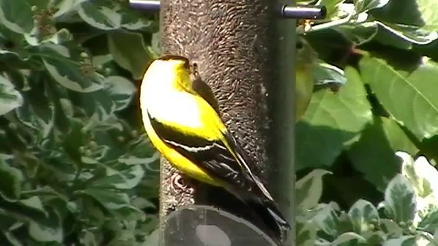 American Goldfinch closeup at nyger seed feeder смотреть онлайн