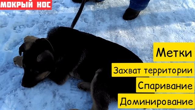 В каком возрасте ЛУЧШЕ КАСТРИРОВАТЬ собаку? Мокрый нос смотреть онлайн