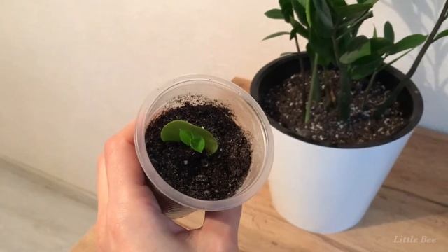 Замиокулькас. Размножение листом смотреть онлайн