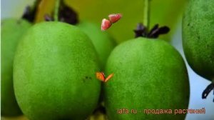 Актинидия аргута Кокува (actinidia arguta kokuwa) ? обзор: как сажать, саженцы актинидии Кокува