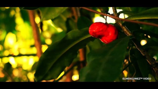 SONY ALPHA A3500 (ILCE-3500) MIRRORLESS con lente SEL1850 VIDEO TEST por Elmer Gómez смотреть онлайн