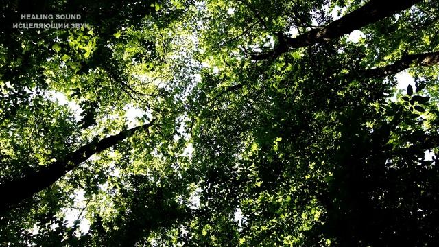 Как Менялся Лес и Пение Птиц с Временами Года.. смотреть онлайн