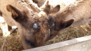 Северные олени