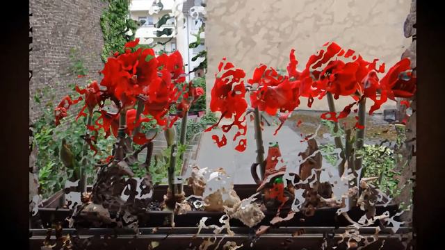 Red, red, Amaryllis in May 2012 смотреть онлайн