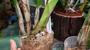 Полив каттлей.Мой опыт.Корешки через 10 дней.Недавно пересаженные,новички и многое другое)