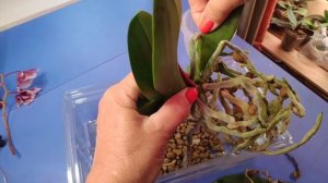 03.06.23.Орхидея Настя-2.отличные корни..пересадка после цветения.