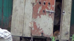 Собака закрывает дверку в будке на засов!