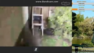 Мопс гадит в шляпу