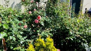 Цветение роз, пион RedRed rose, клематис Никитский розовый