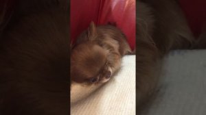 Парциальный приступ у чихуахуа