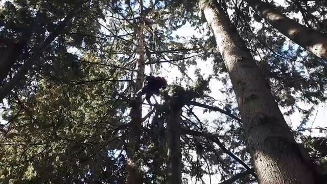 La corretta potatura di un Cupressus sempervirens. CEA Parco dei Ligustri (PE) смотреть онлайн