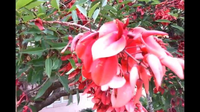 Erythrina crista-galli (coral tree) смотреть онлайн