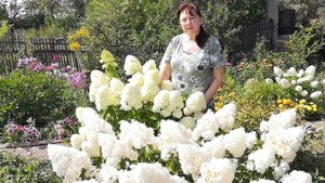 Стоит ли выращивать гортензии в холодном климате?Лаймлайт и Ванилла Фрайз.Середина августа.2020год.