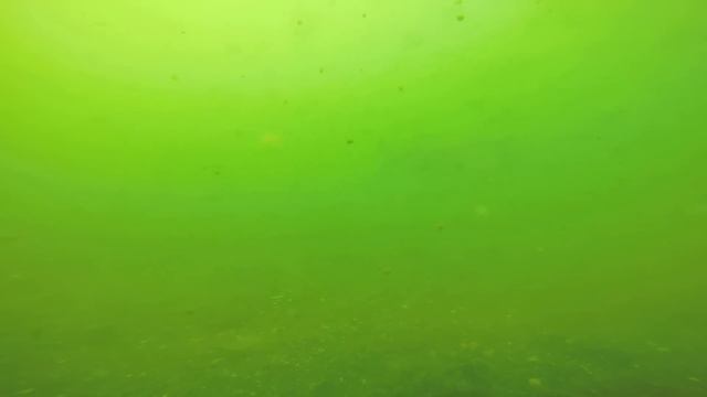 Подводная ловля карпа и амура на Медвежке 4 смотреть онлайн