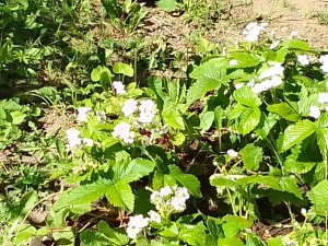 Земляника - ягода для поддержания эластичности сосудов