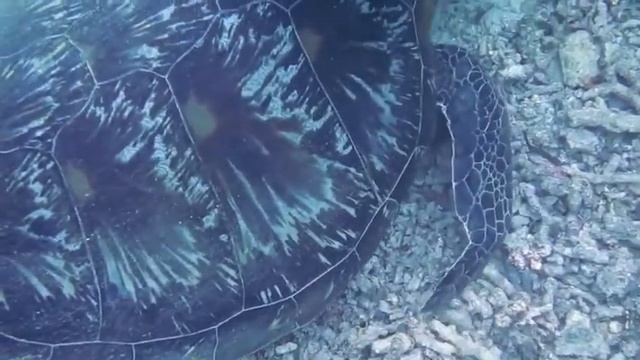 Музыка для расслабления, медитации хорошего сна сна(ASMR)., музыкальная терапия трансляция. смотреть онлайн