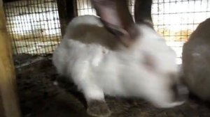 Причины по которым я кастрирую кроликов