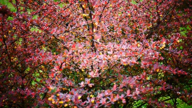 Кустарник барбарис (лат. Berberis) смотреть онлайн