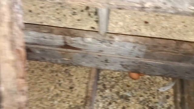 Санкт Петербург Шахри Загород Разметелова Товук Фермаси яни безниси?патписатса смотреть онлайн