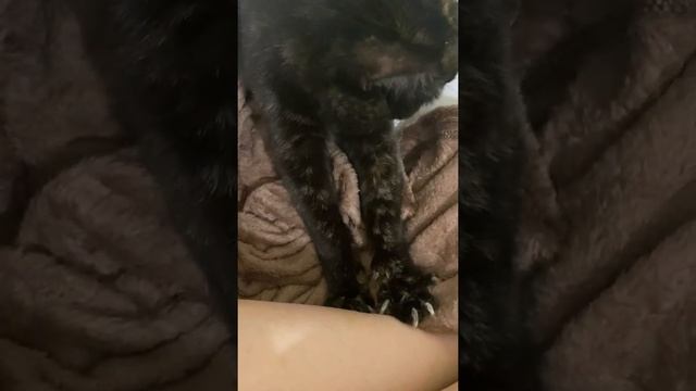 Колпачки на когти кошек #shorts смотреть онлайн