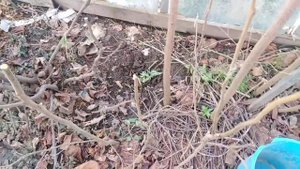 Инжир не перезимовал в теплице. (((: