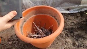 Как сажаю рассаду Петунии в горшки на постоянное место ???