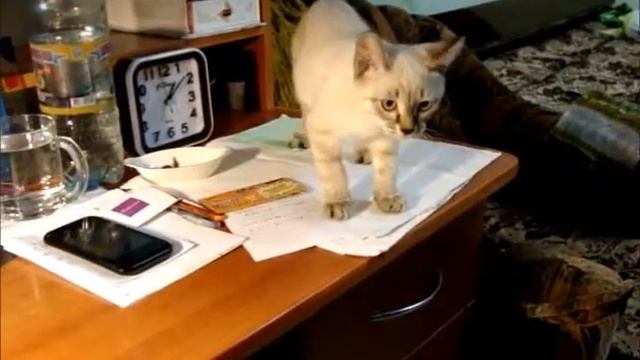 ? Сиамский котенок 2.5 месяца обживает новый дом смотреть онлайн